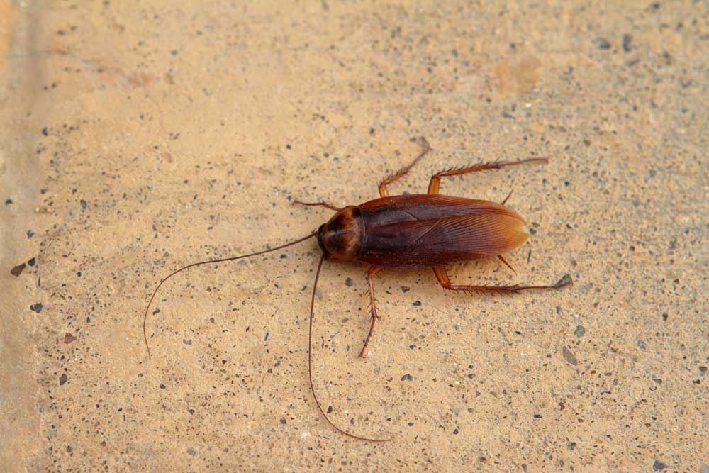 Cockroach 5456465
