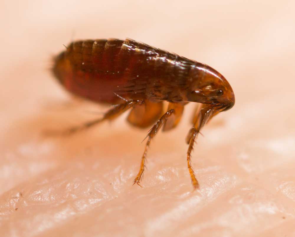 flea tick control