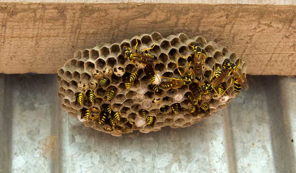 wasps in manteca